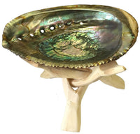 Abalone Shell with Wood Stand - Dorian Lynn