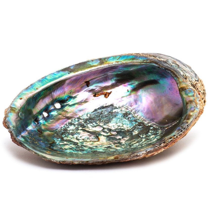 Abalone Shell with Wood Stand - Dorian Lynn